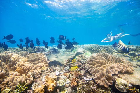 Outer Reef Pontoon Experience From Cairns - Sunshine Coast Tourism 2