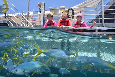 Outer Reef Pontoon Experience From Cairns - Sunshine Coast Tourism 8