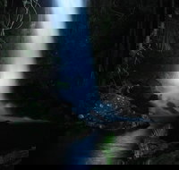 Mt Tamborine National Park 4WD Nocturnal Rainforest and Glow Worm Tour - Sunshine Coast Tourism