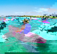 Half Day Dolphin Kayaking and Snorkeling Tour - Sunshine Coast Tourism