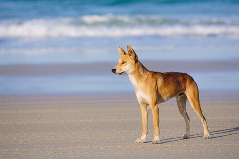 Fraser Island 4WD Tour From Noosa - Sunshine Coast Tourism 2