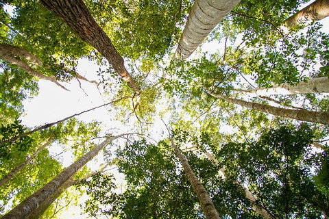 Fraser Island 4WD Tour From Noosa - Sunshine Coast Tourism 5