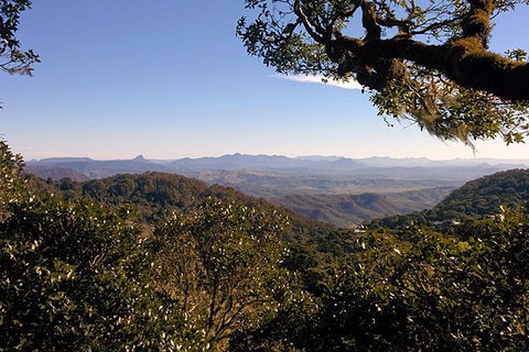 Gold Coast Lamington National Park And Tamborine Mountain 4WD Ecotour - Sunshine Coast Tourism 6