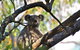Gold Coast Lamington National Park And Tamborine Mountain 4WD Ecotour - thumb 3