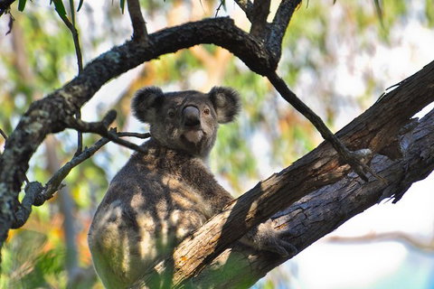Gold Coast Lamington National Park And Tamborine Mountain 4WD Ecotour - Sunshine Coast Tourism 3