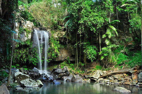 Gold Coast Lamington National Park And Tamborine Mountain 4WD Ecotour - Sunshine Coast Tourism 2
