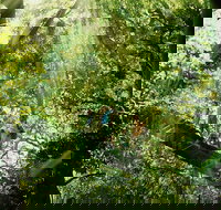 Gold Coast Lamington National Park and Tamborine Mountain 4WD Ecotour - Sunshine Coast Tourism