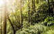 Everglades Eco Safari To Australia\'s Everglades - thumb 12