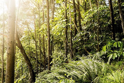 Everglades Eco Safari To Australia\'s Everglades - Sunshine Coast Tourism 12