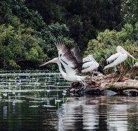 Everglades Eco Safari to Australia's Everglades - Sunshine Coast Tourism