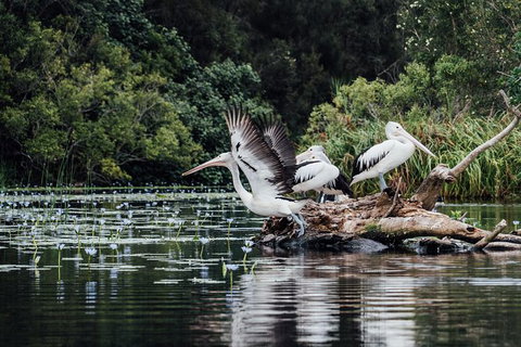 Everglades Eco Safari To Australia\'s Everglades - Sunshine Coast Tourism 0