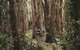 Everglades Eco Safari To Australia\'s Everglades - thumb 7