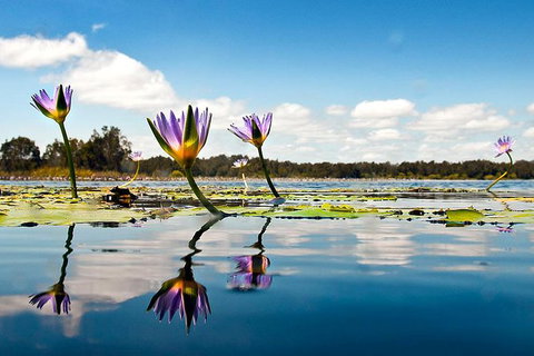 Everglades Eco Safari To Australia\'s Everglades - Sunshine Coast Tourism 11
