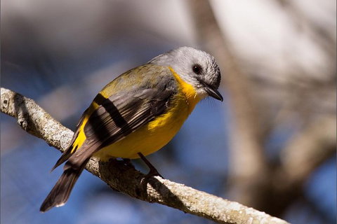 Everglades Eco Safari To Australia\'s Everglades - Sunshine Coast Tourism 6