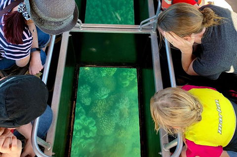 Airlie Beach Glass Bottom Boat Tour - Sunshine Coast Tourism 11
