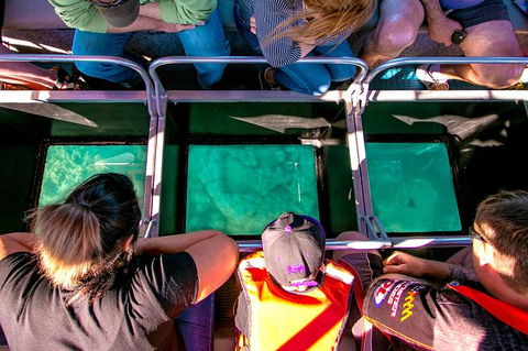 Airlie Beach Glass Bottom Boat Tour - Sunshine Coast Tourism 4