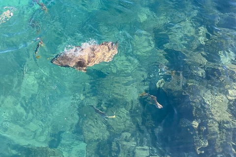Aquascene Magnetic Island Discovery Tour - Holiday Sunshine Coast 6