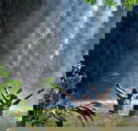 Atherton Tablelands Waterfalls Tour from Cairns