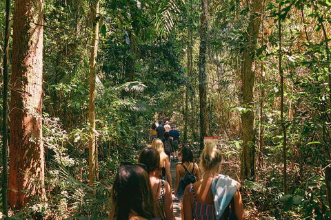 Atherton Tablelands Waterfalls And Rainforest Day Tour Departing Cairns - Sunshine Coast Tourism 10