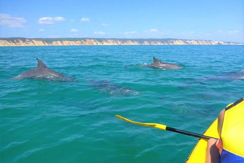 Kayak With Dolphins And 4WD Great Beach Drive Day Trip From Noosa - Holiday Sunshine Coast 11