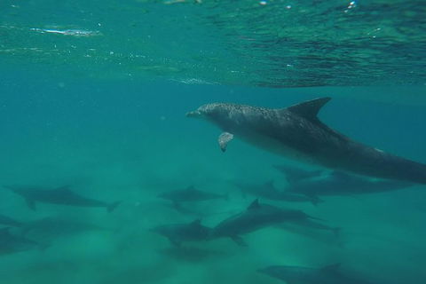 Kayak With Dolphins And 4WD Great Beach Drive Day Trip From Noosa - Holiday Sunshine Coast 10
