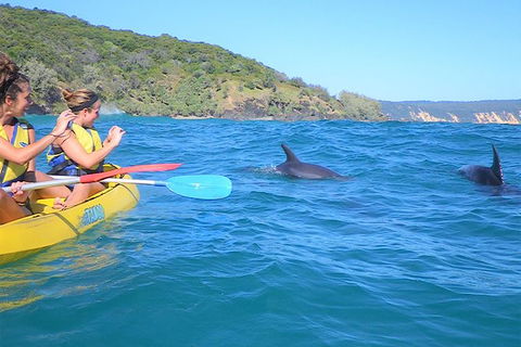 Kayak With Dolphins And 4WD Great Beach Drive Day Trip From Noosa - Holiday Sunshine Coast 5