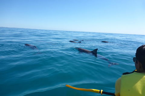 Kayak With Dolphins And 4WD Great Beach Drive Day Trip From Noosa - Holiday Sunshine Coast 14