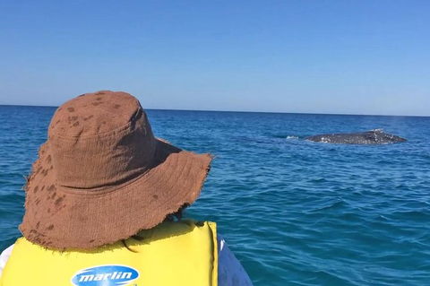 Kayak With Dolphins And 4WD Great Beach Drive Day Trip From Noosa - Holiday Sunshine Coast 2