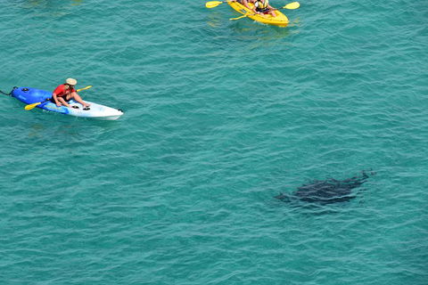 Kayak With Dolphins And 4WD Great Beach Drive Day Trip From Noosa - Holiday Sunshine Coast 18