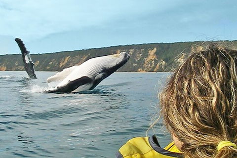 Kayak With Dolphins And 4WD Great Beach Drive Day Trip From Noosa - Holiday Sunshine Coast 1