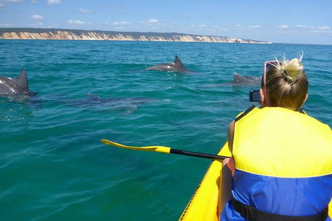 Kayak With Dolphins And 4WD Great Beach Drive Day Trip From Noosa - Holiday Sunshine Coast 0