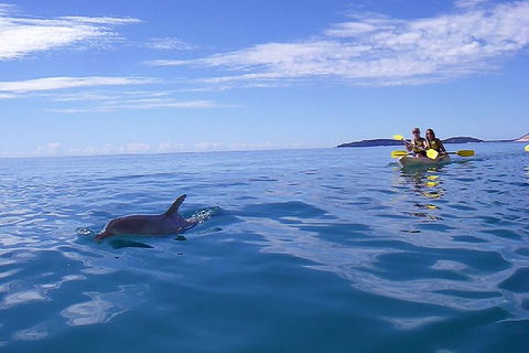 Kayak With Dolphins And 4WD Great Beach Drive Day Trip From Noosa - Holiday Sunshine Coast 7