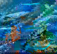 Cairns Aquarium Admission Ticket