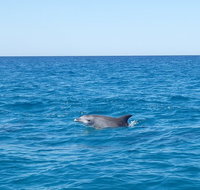 Noosa Wild Dolphin Safari - Sunshine Coast Tourism