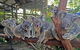 Skip The Line: Kuranda Rainforestation Nature Park Ticket - thumb 0
