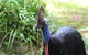 Skip The Line: Kuranda Rainforestation Nature Park Ticket - thumb 7