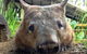 Skip The Line: Kuranda Rainforestation Nature Park Ticket - thumb 1