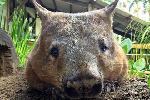 Skip The Line: Kuranda Rainforestation Nature Park Ticket - Sunshine Coast Tourism 1
