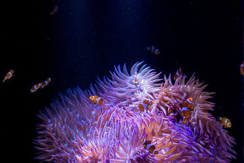 SEA LIFE Sunshine Coast Aquarium Entrance Ticket - Sunshine Coast Tourism 1