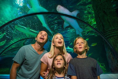 SEA LIFE Sunshine Coast Aquarium Entrance Ticket - Sunshine Coast Tourism 3