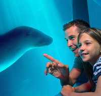 SEA LIFE Sunshine Coast Aquarium Entrance Ticket - Sunshine Coast Tourism