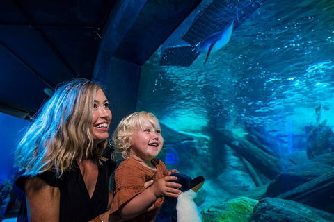 SEA LIFE Sunshine Coast Aquarium Entrance Ticket - Sunshine Coast Tourism 4