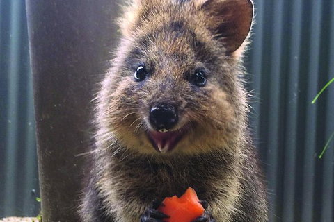 Kuranda Koala Gardens And Birdworld Admission Tickets - Holiday Sunshine Coast 2