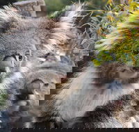 Kuranda Koala Gardens and Birdworld Admission Tickets
