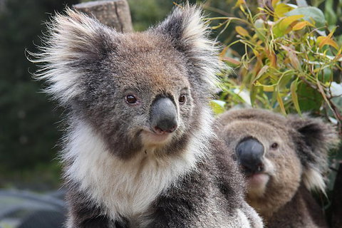Kuranda Koala Gardens And Birdworld Admission Tickets - Holiday Sunshine Coast 0
