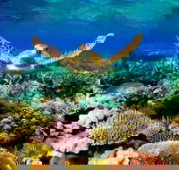 3-Day Best of Cairns Combo The Daintree Rainforest Great Barrier Reef and Kuranda