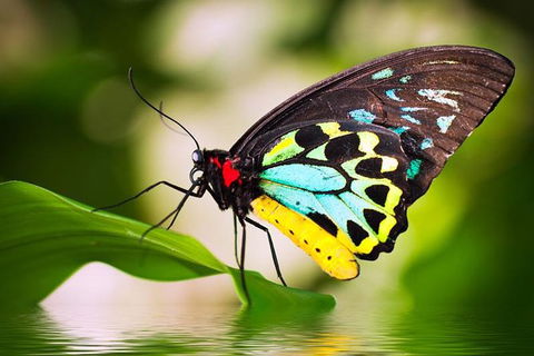 Australian Butterfly Sanctuary - Holiday Sunshine Coast 0