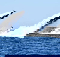 Noosa Whale Watching - Sunshine Coast Tourism