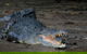 Daintree Afternoon Nocturnal Nature And Wildlife Tour - thumb 4