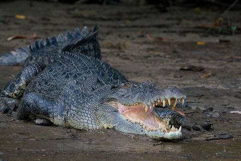 Daintree Afternoon Nocturnal Nature And Wildlife Tour - Sunshine Coast Tourism 4